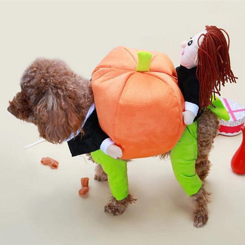 Husdjurs hund Pumpa Halloween -Dräkt