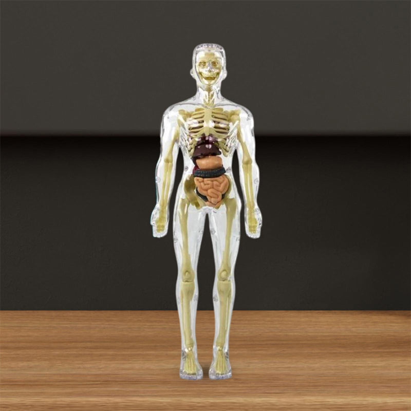 3D mänsklig kropp torso modell för barn anatomi modell skelett
