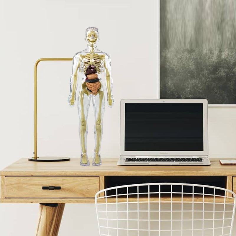 3D mänsklig kropp torso modell för barn anatomi modell skelett