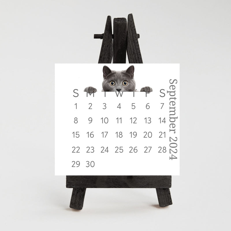 🐱2024 kikar kattskrivbordskalender